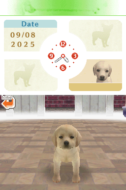 Screenshot Nintendogs : Labrador & ses Amis