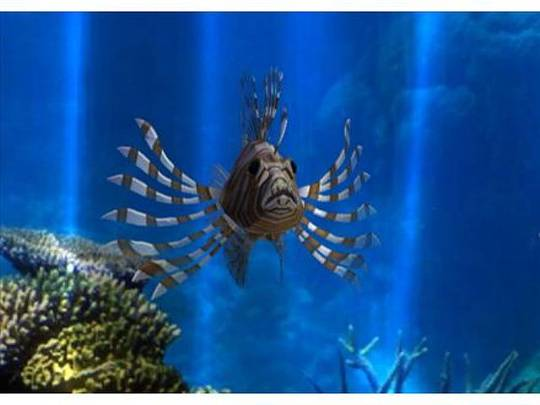 Screenshot Fantasy Aquarium World